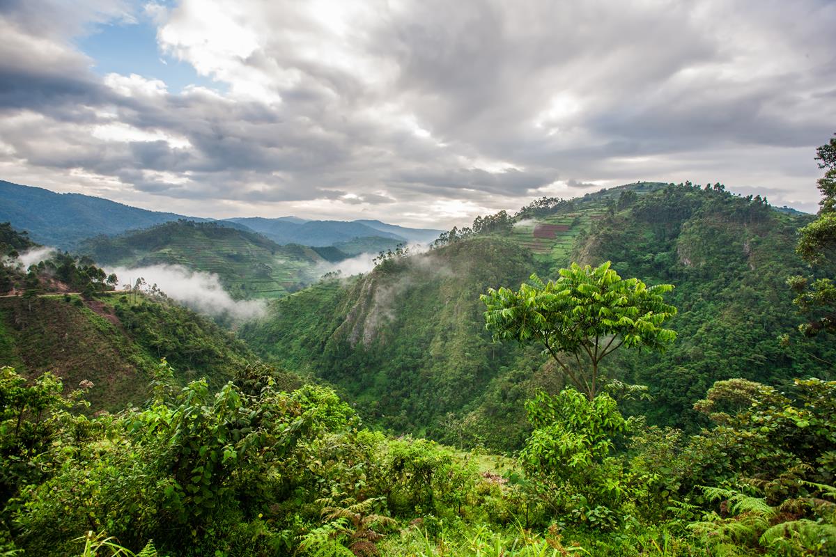 Bwindi Impenetrable Forest Travel Guide travel photo