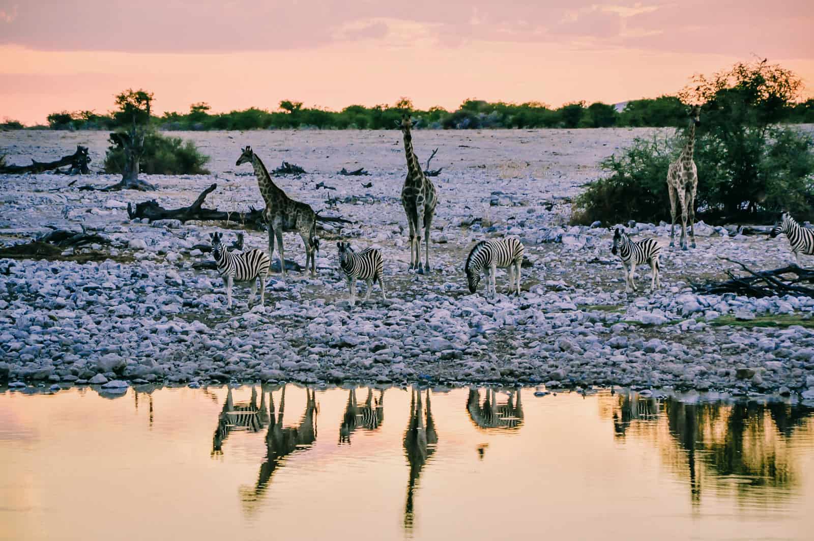 Etosha National Park in Namibia