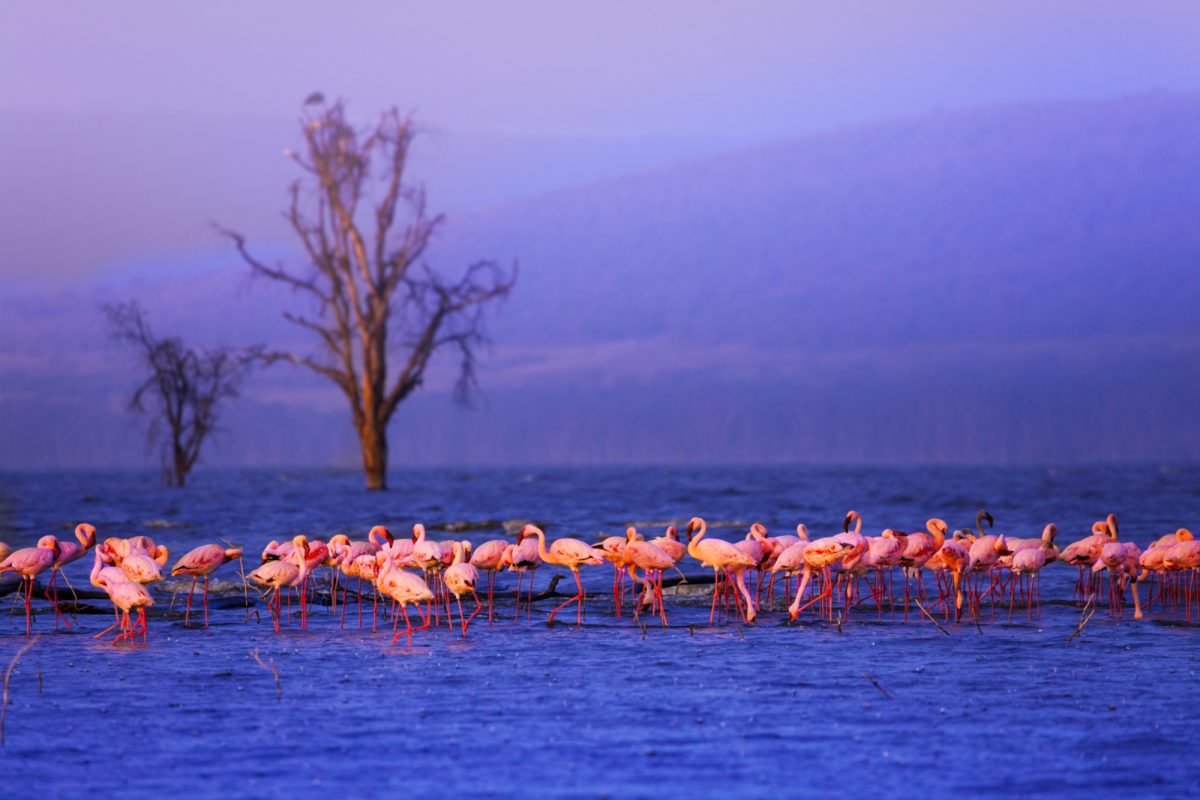 Lake Nakuru in Kenya
