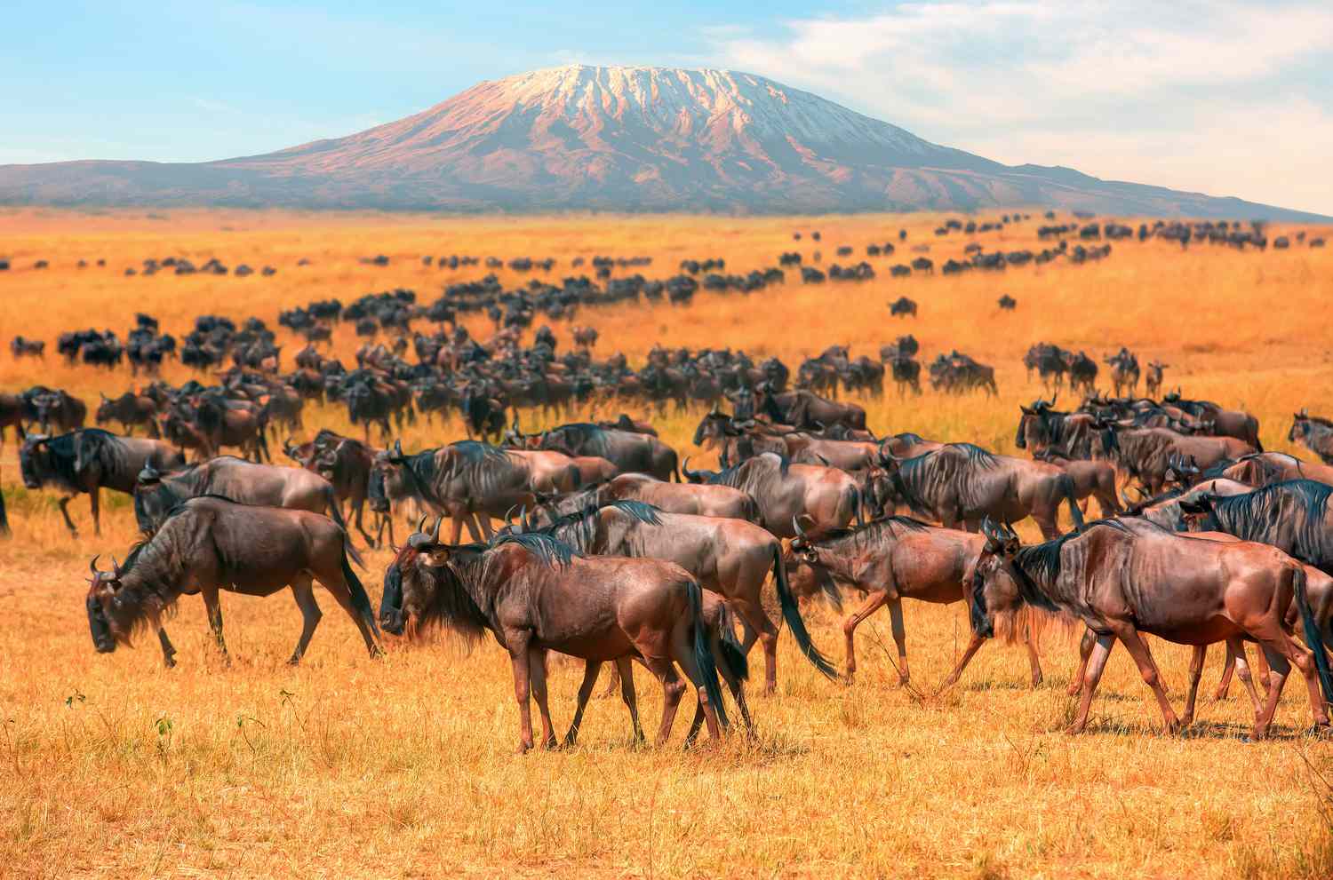 Maasai Mara in Kenya