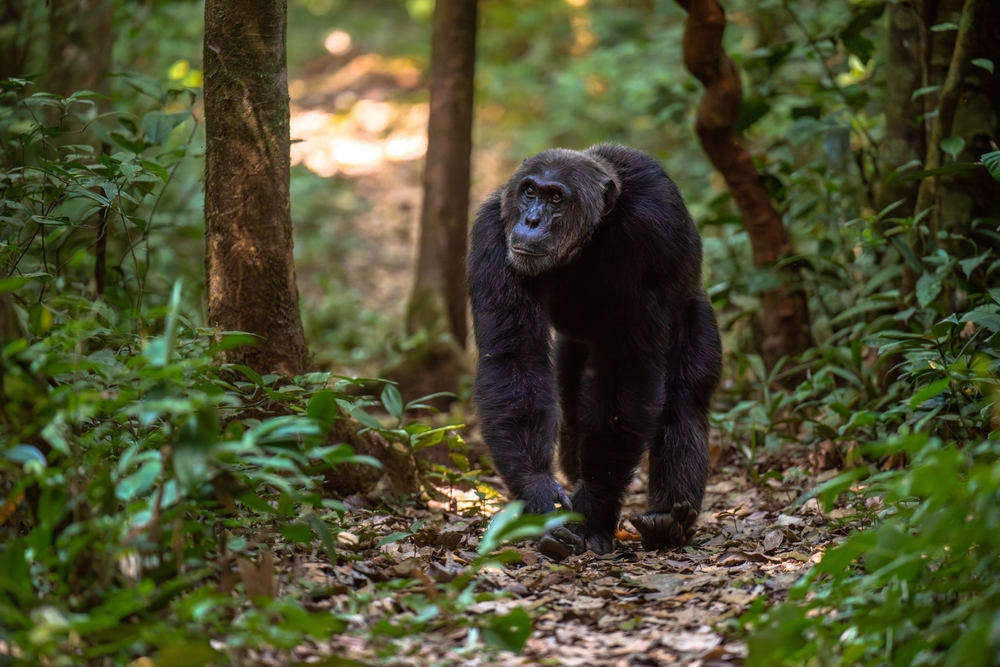 Serengeti National Park in Tanzania